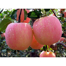 High Quality Delicious Fresh FUJI Apple